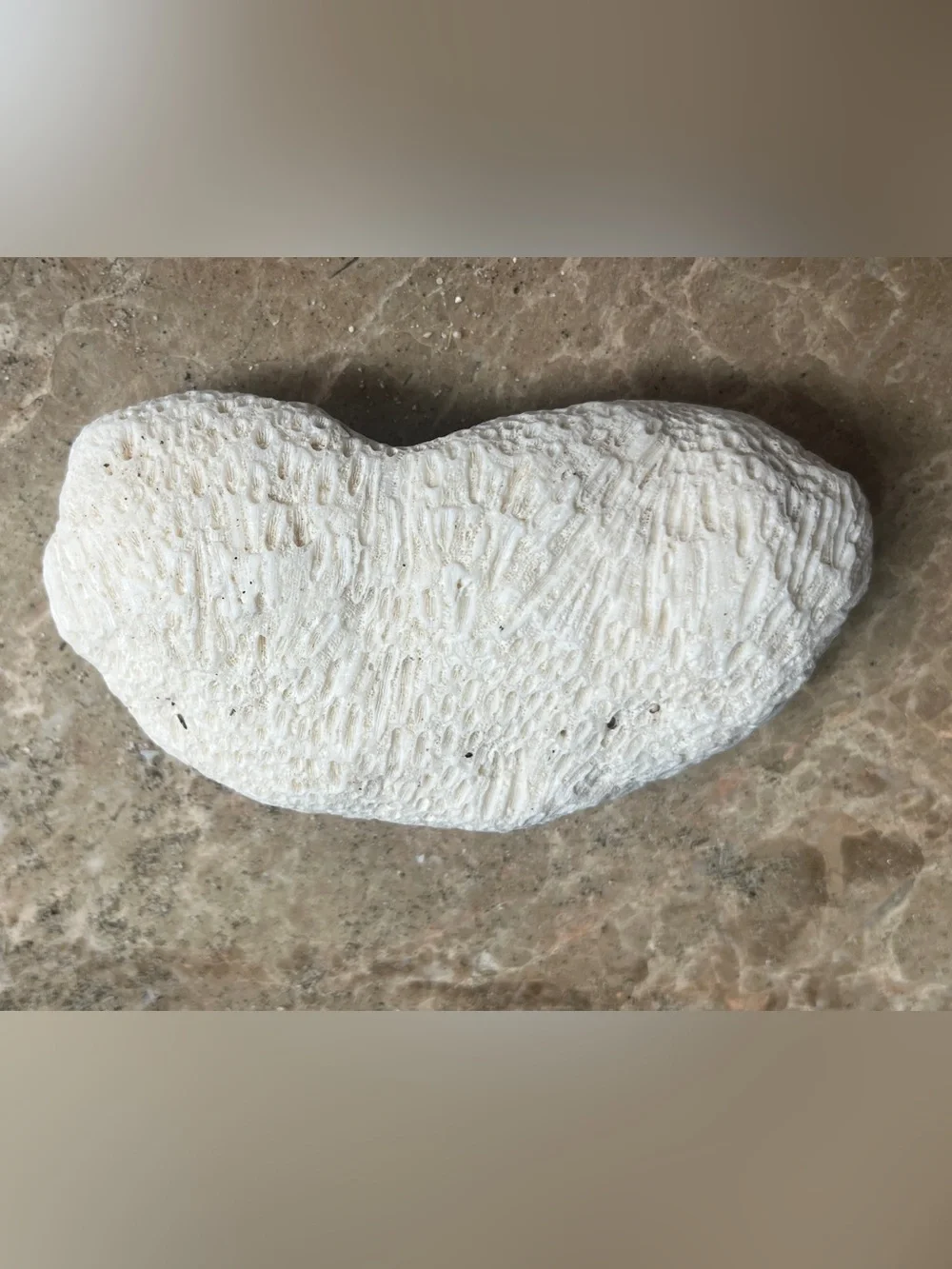 South Pacific Bean Shaped White Coral